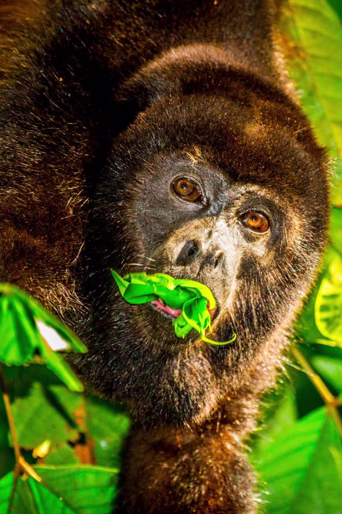 Casa Maunaloa image 3304