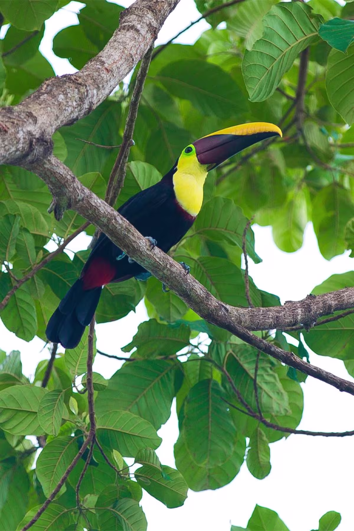 Casa Maunaloa image 3301
