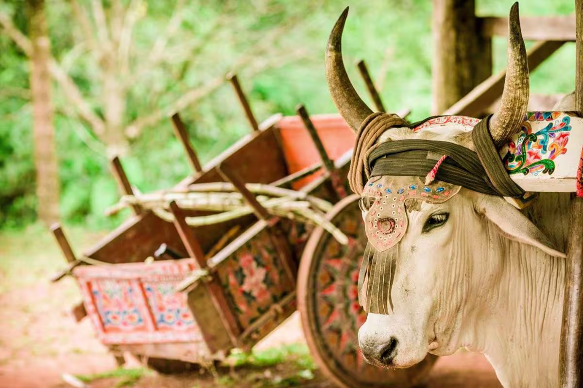 Santa Juana Lodge image 3597