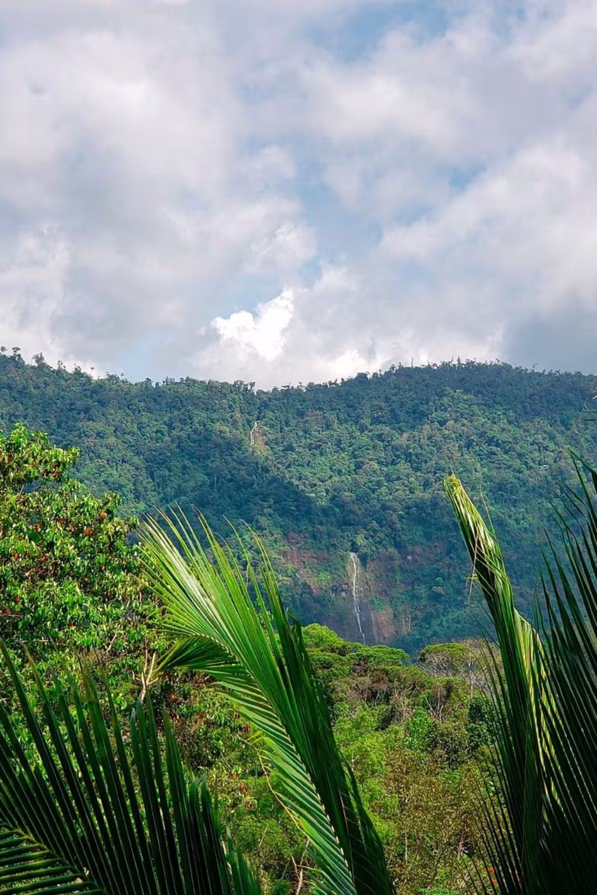 Nauyaca Waterfalls Hike image 4429