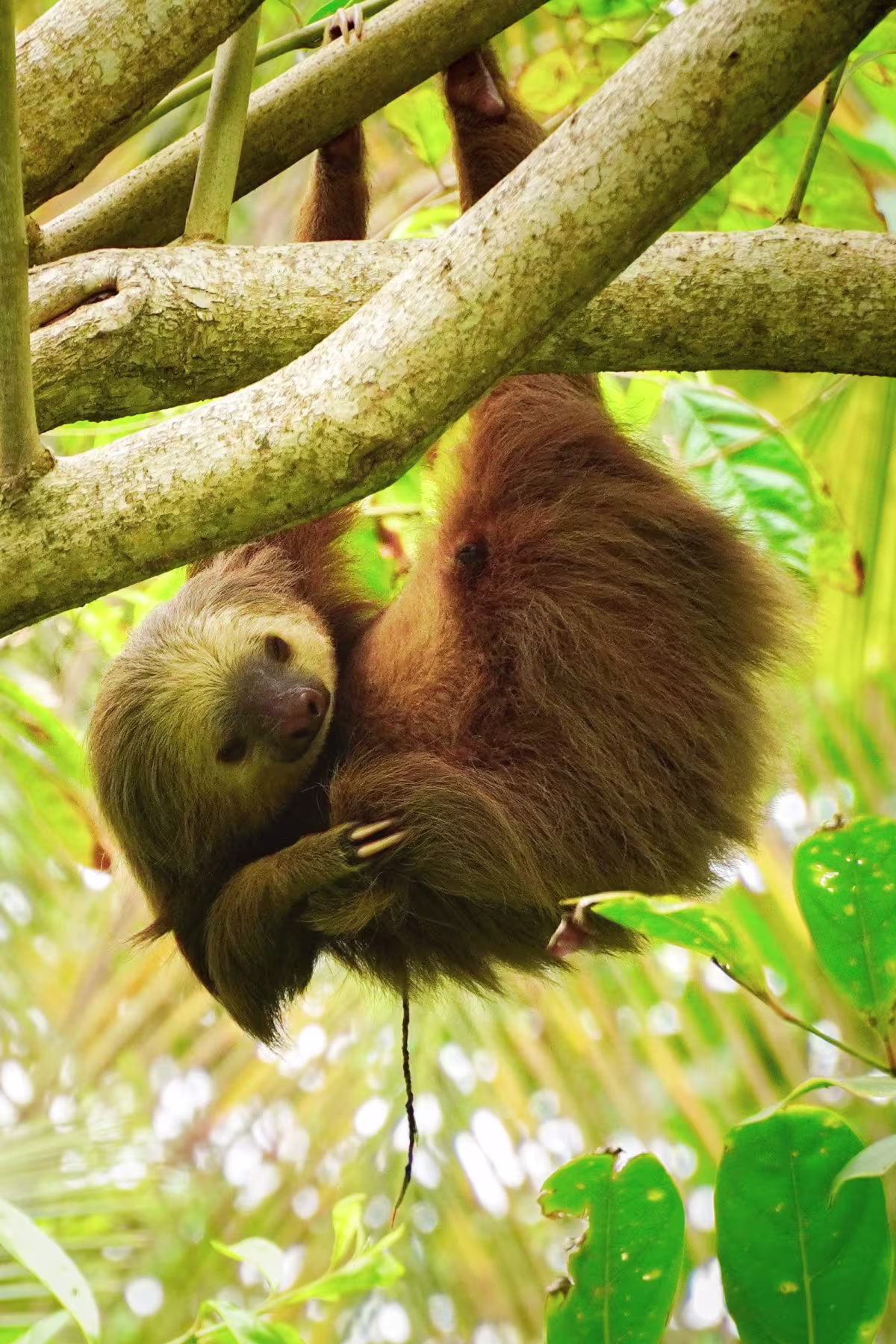 See a Sloth image 4525