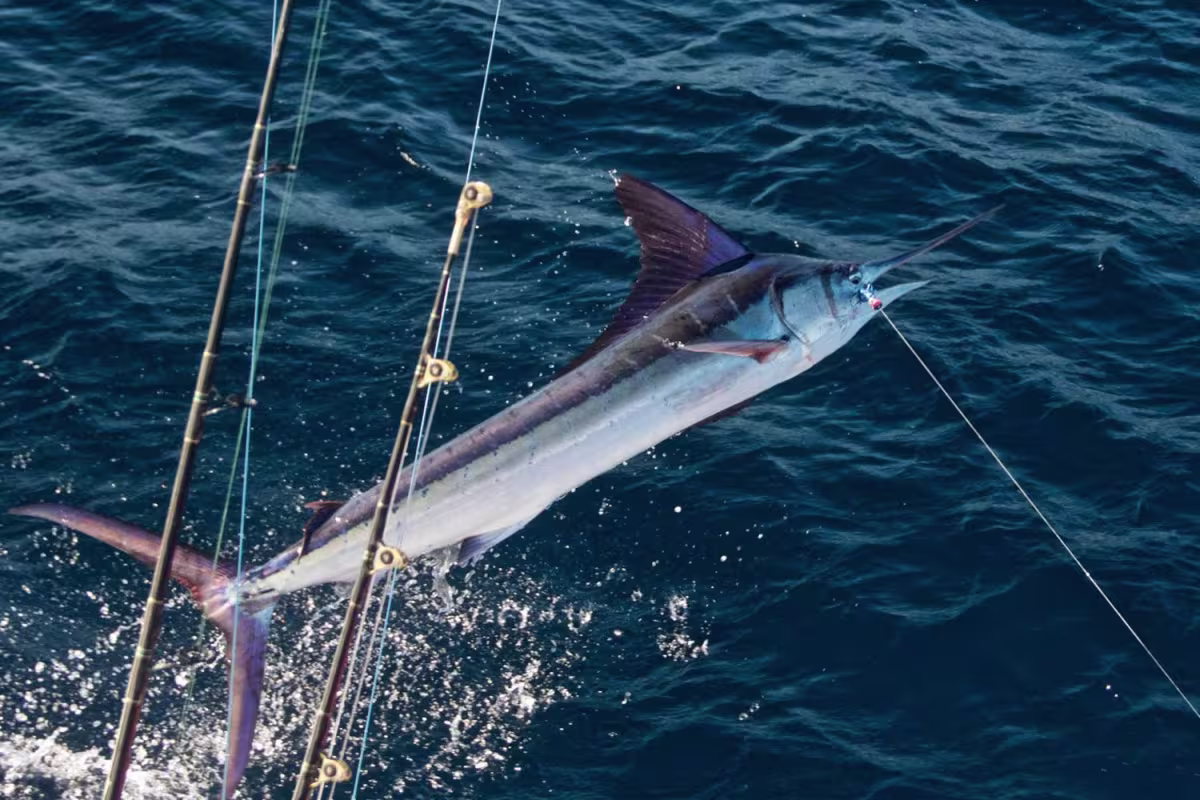 Deep Sea or Inshore Sportfishing  image 4777