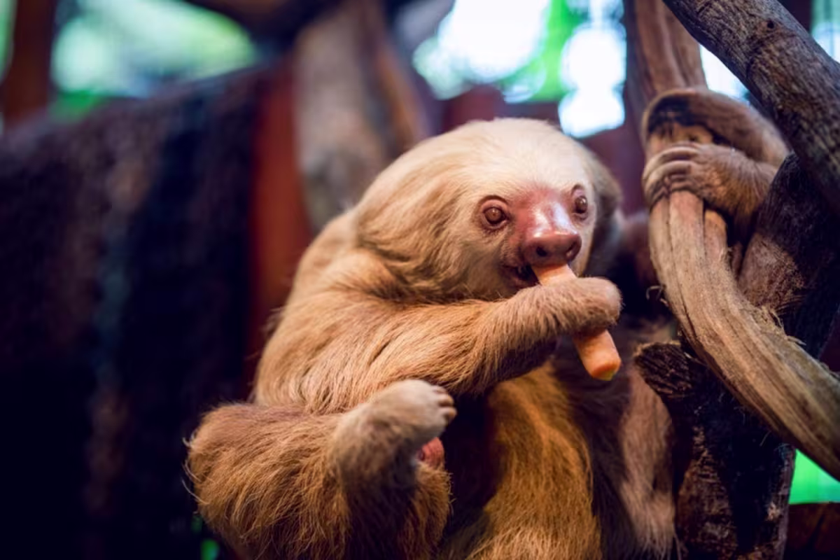 See a Sloth image 4783