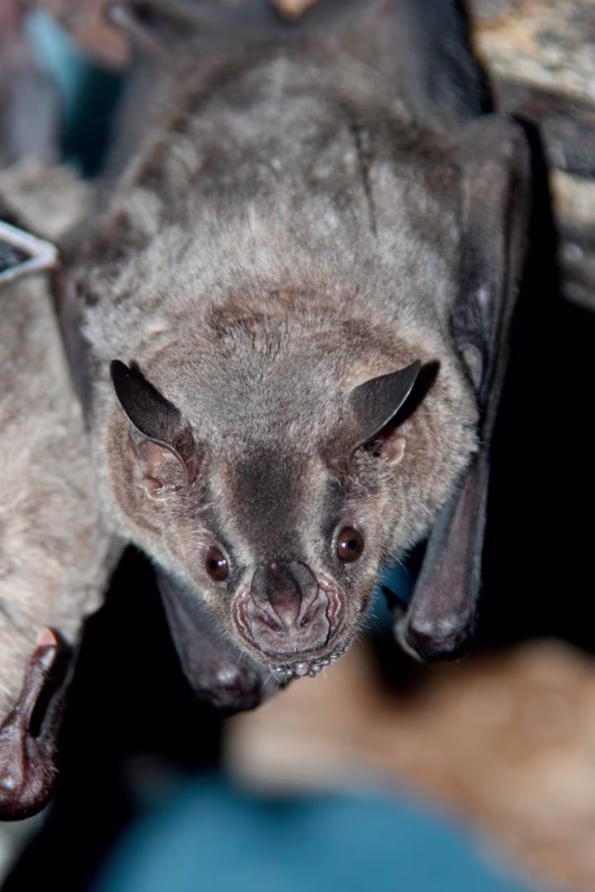 Bat Jungle Exhibit image 5087