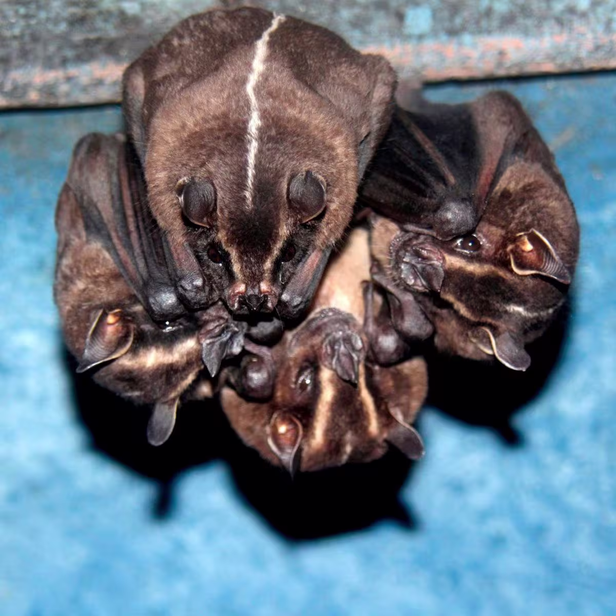 Bat Jungle Exhibit image 5086