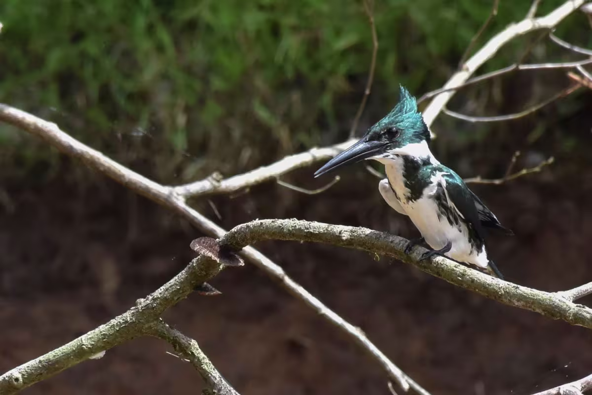 Nature by Boat image 6016