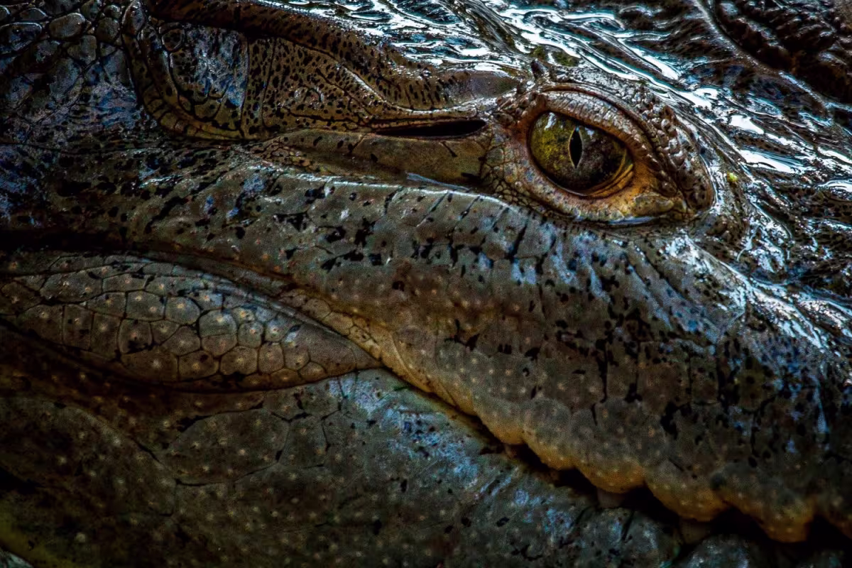 Freshwater Fishing in Caño Negro image 6017