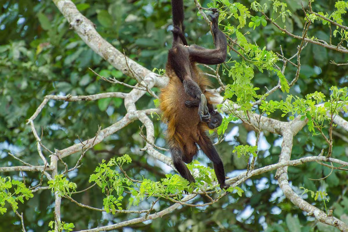 Nature by Boat image 6020