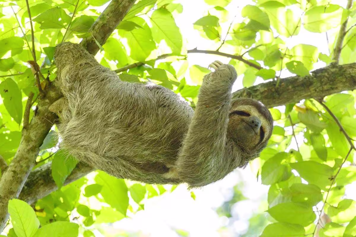 See a Sloth image 6257