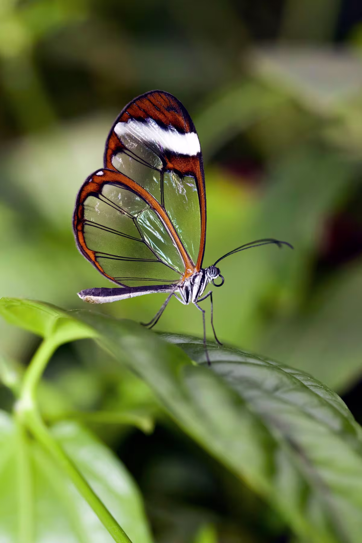 Marino Ballena - Marine National Park image 7095