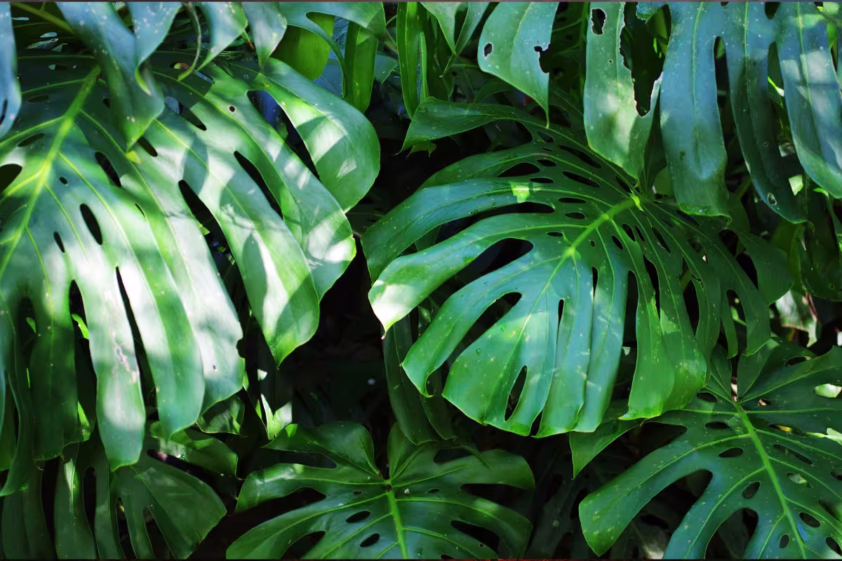 Waterfalls and Jungle Slides image 7101