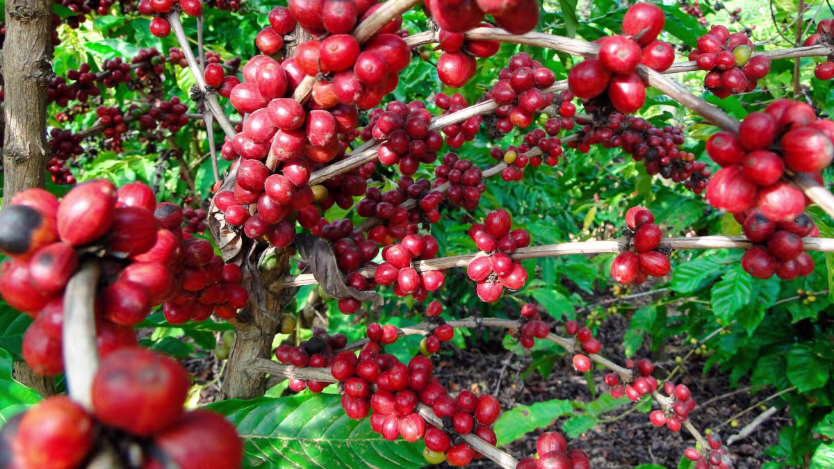 Poas Volcano image 11643