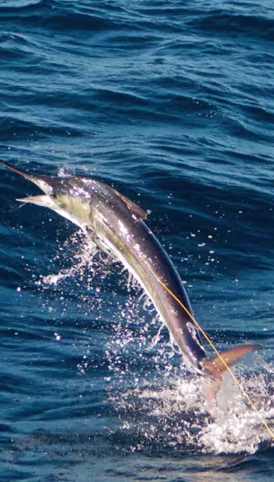 Costa Rica Travel Agency