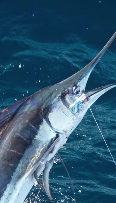 Costa Rica Travel Agency