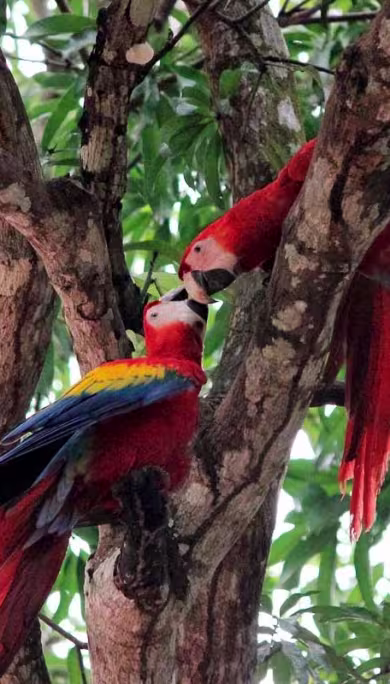 Costa Rica Travel Agency