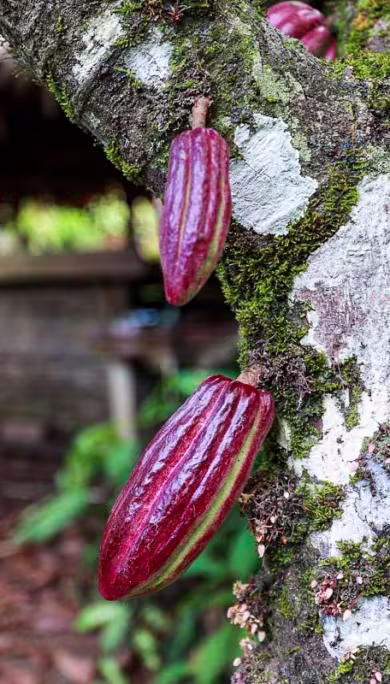 Costa Rica Travel Agency