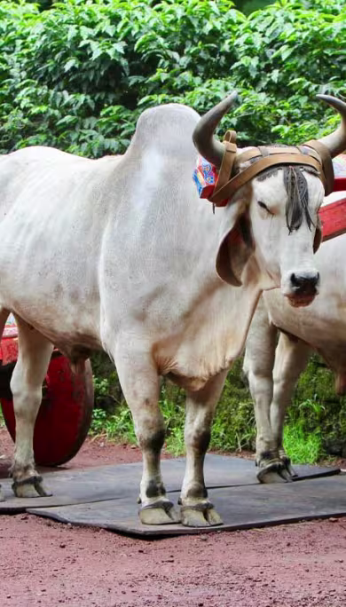 Costa Rica Travel Agency