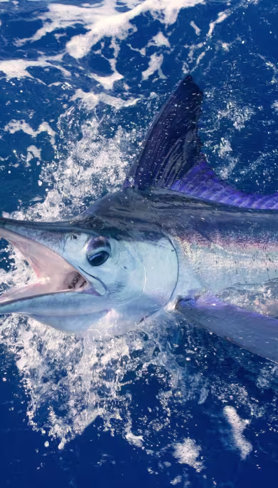 Costa Rica Travel Agency