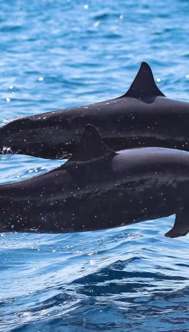 Costa Rica Travel Agency