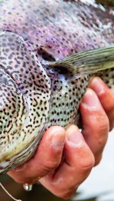 Costa Rica Travel Agency