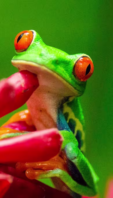 Costa Rica Travel Agency