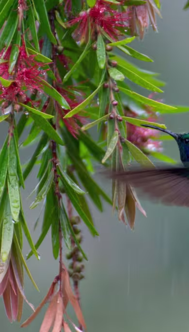 Costa Rica Travel Agency