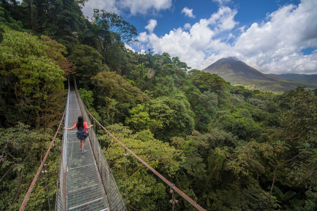 Hanging Bridges and Rainforest Trail Hike image 895