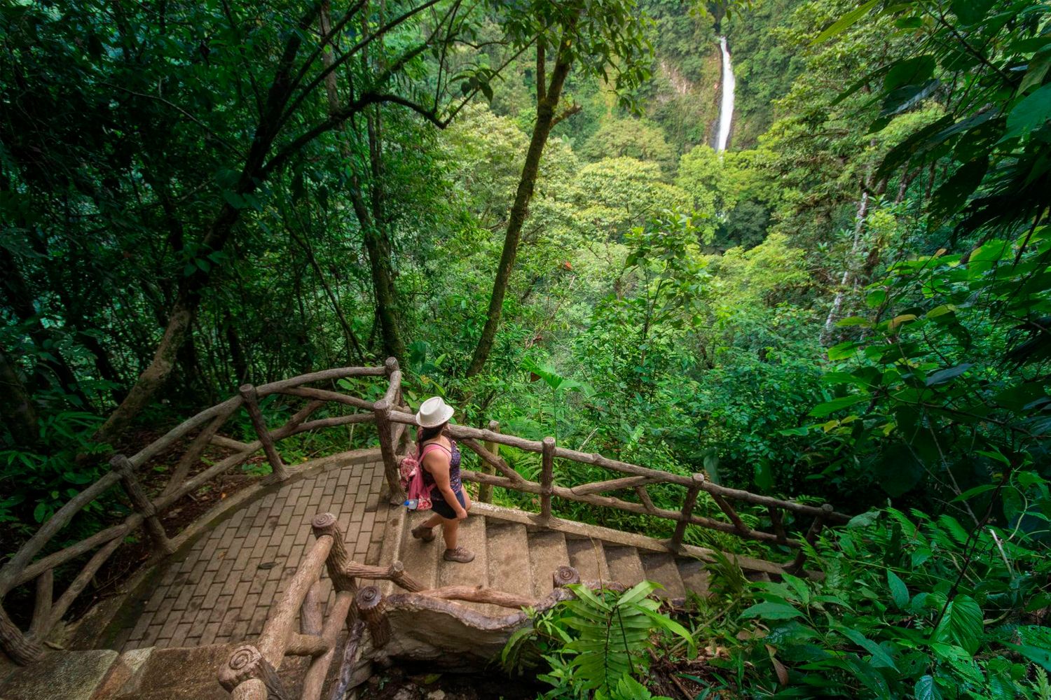 Hanging Bridges and Rainforest Trail Hike image 907