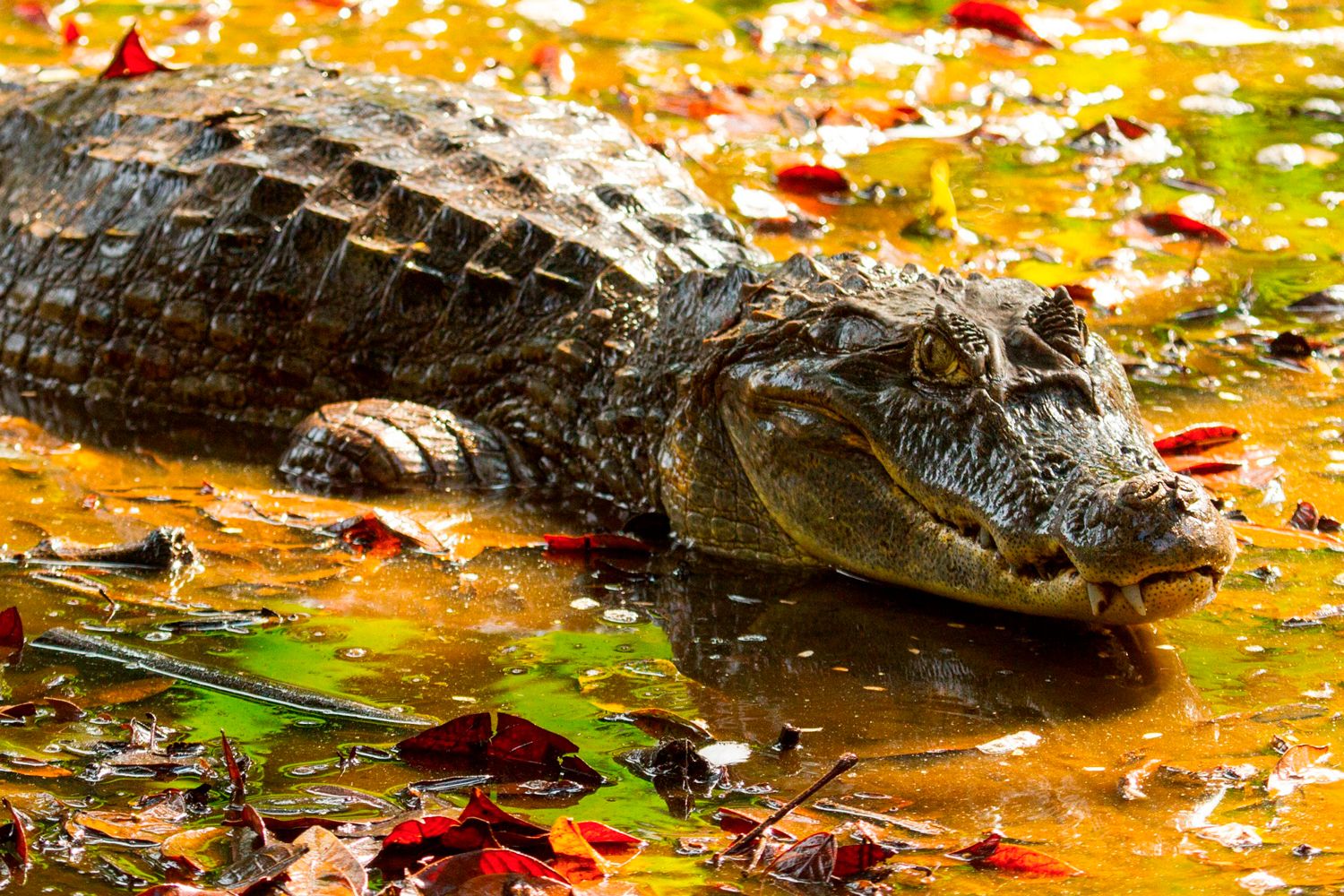 Corcovado National Park image 1135