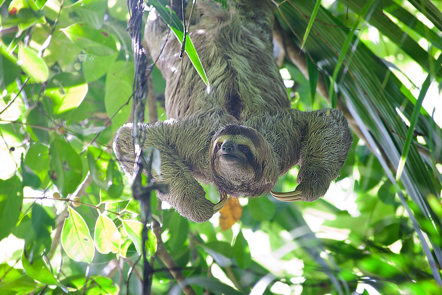 See a Sloth image 1209