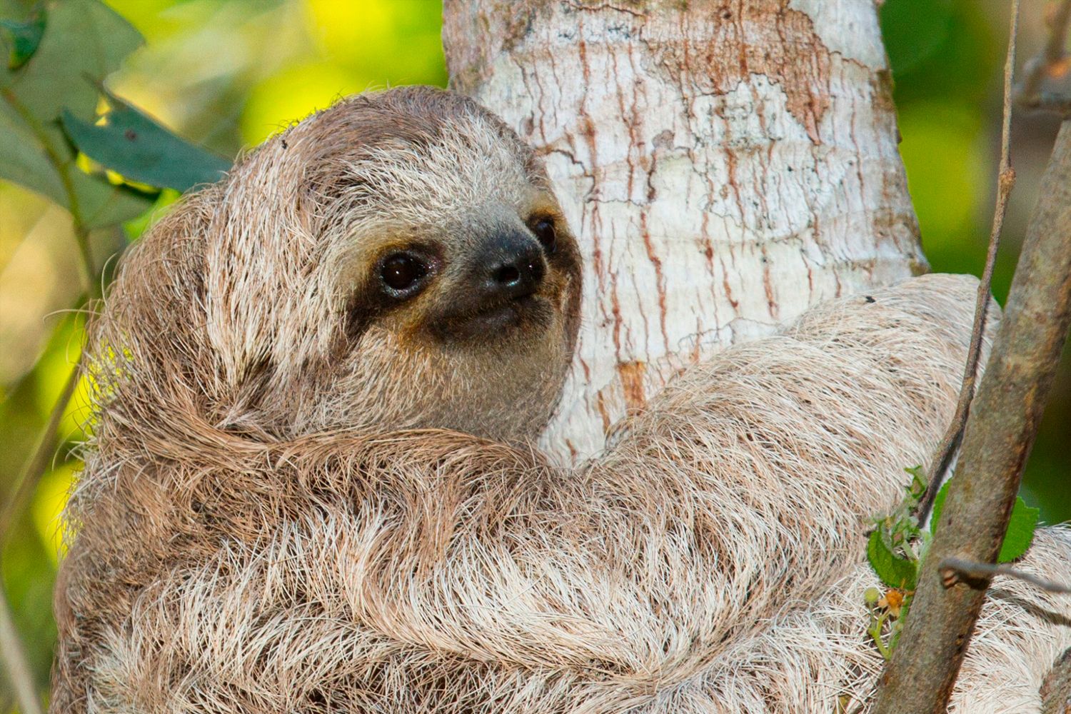 See a Sloth image 1210