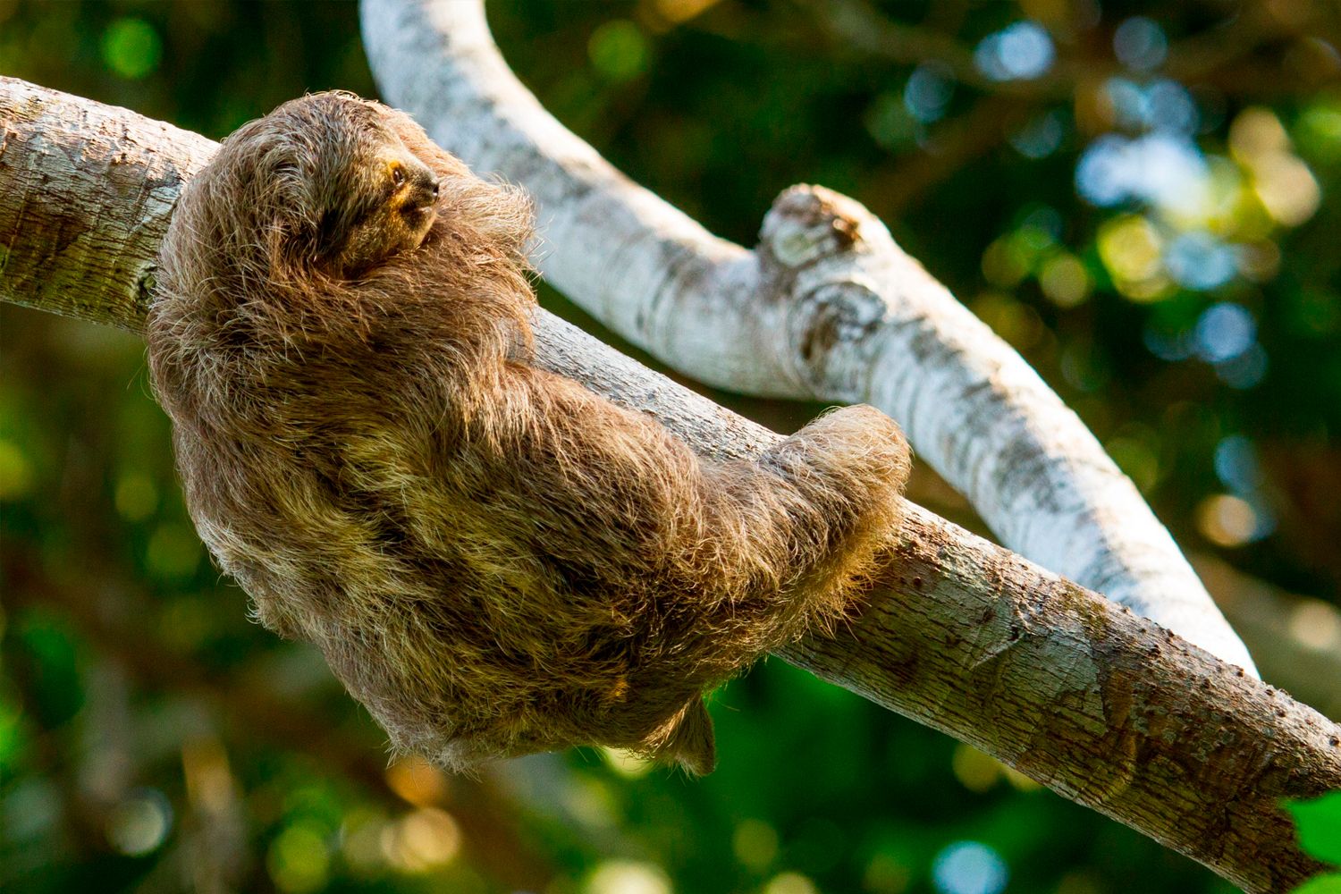 See a Sloth image 1211