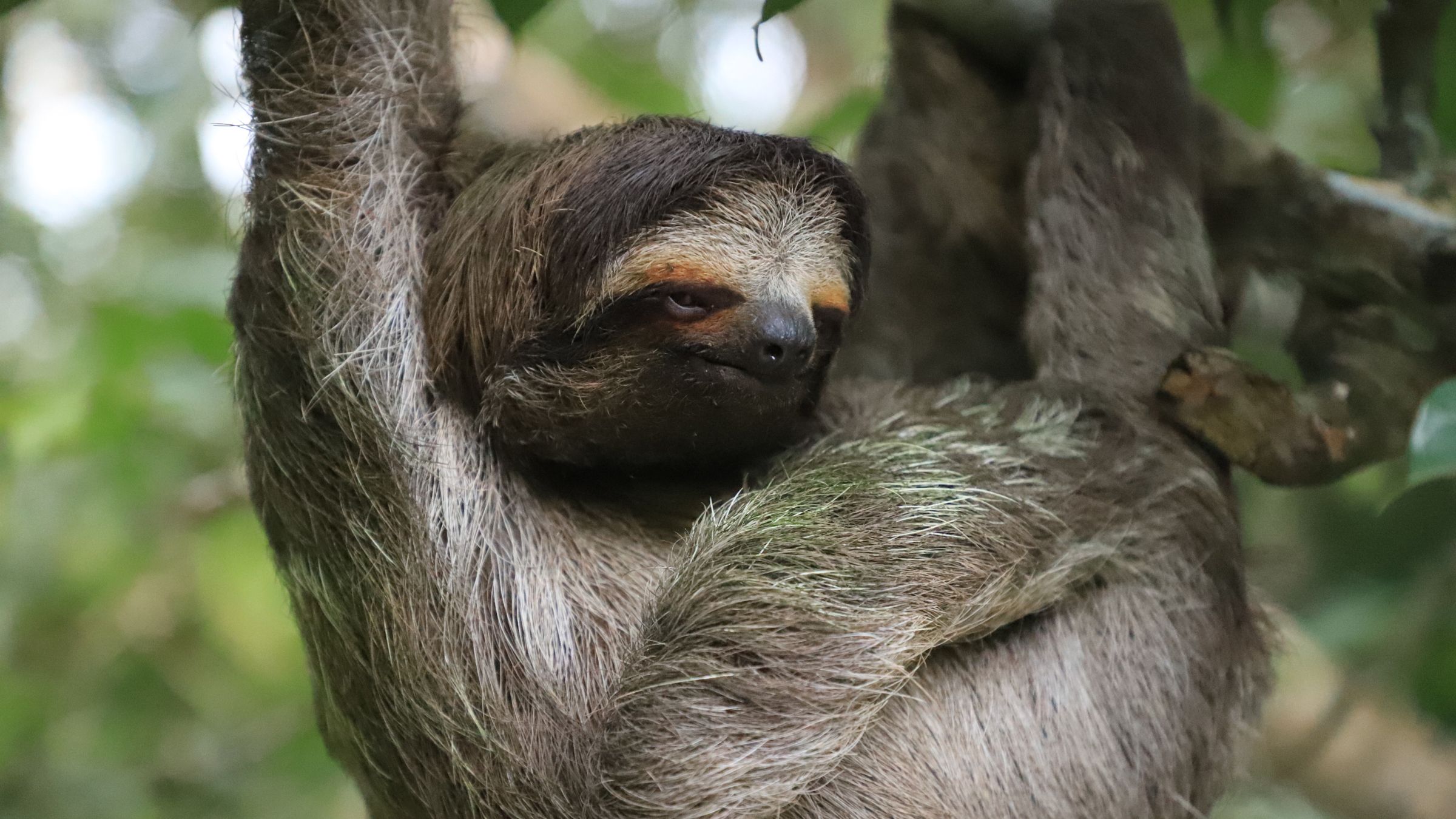 See a Sloth image 1217