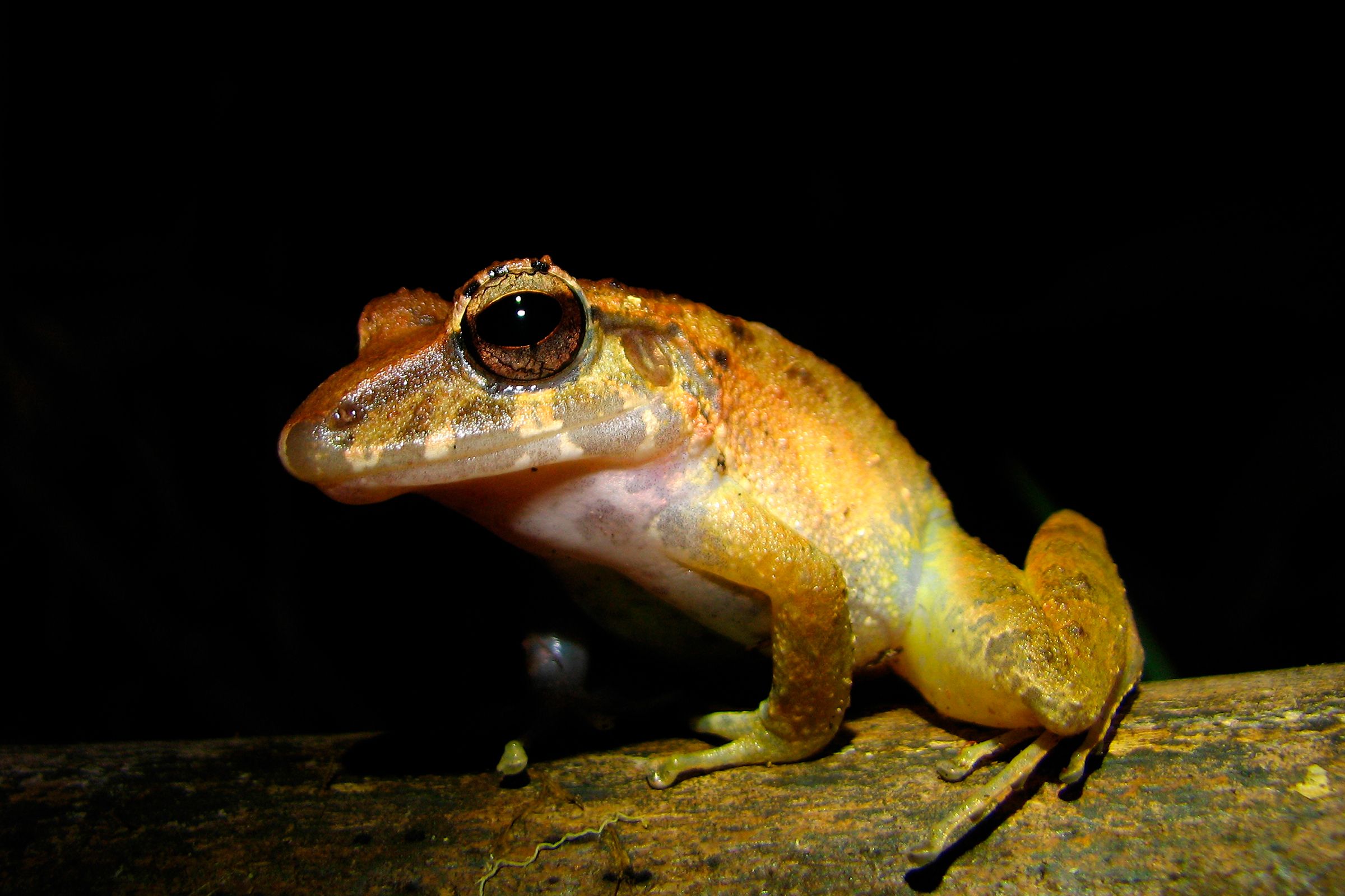 Small Unidentified Frog on a Straw, Drake Bay, Costa Rica Stock Photo -  Alamy