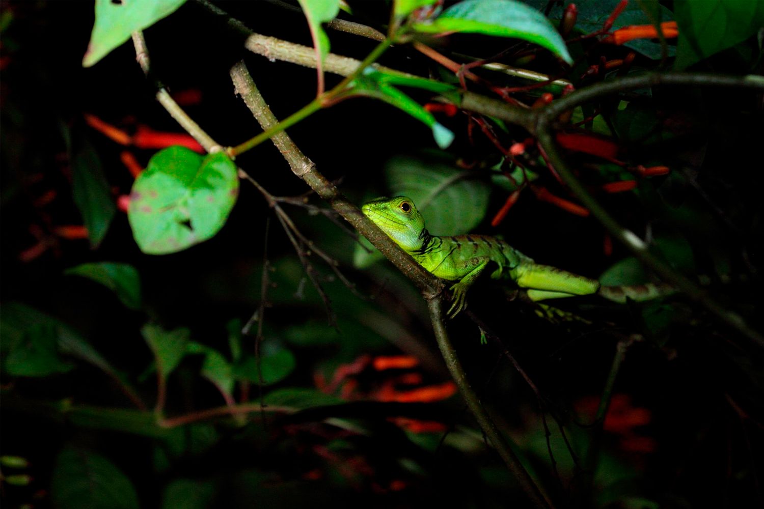 Nature Hike at Night image 1264