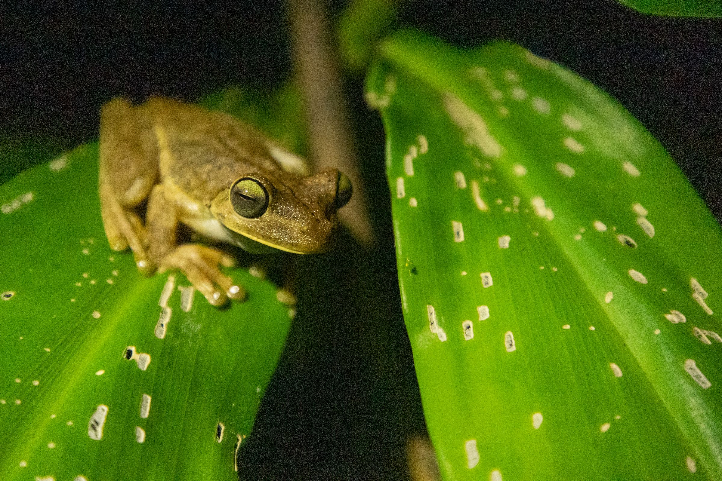 Nature Hike at Night image 1265