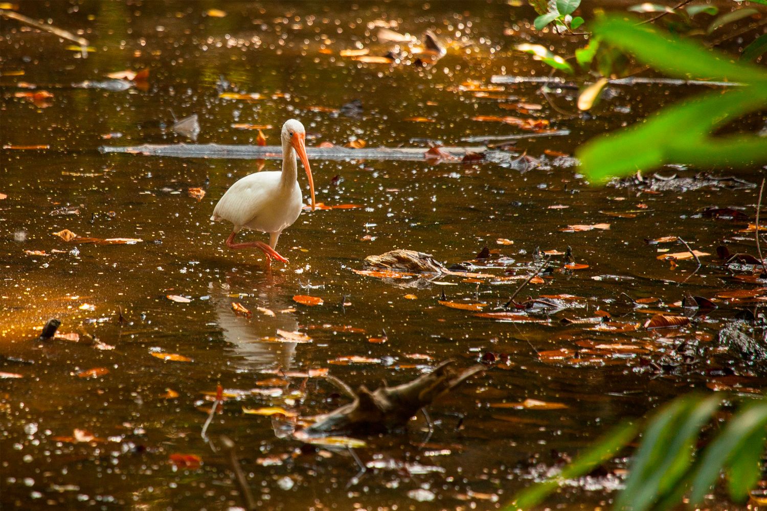 Mangrove And Estuary image 1320
