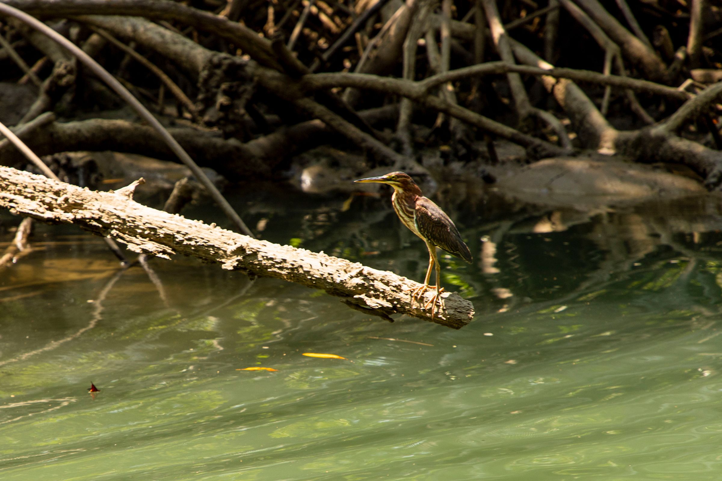 Mangrove And Estuary image 1321