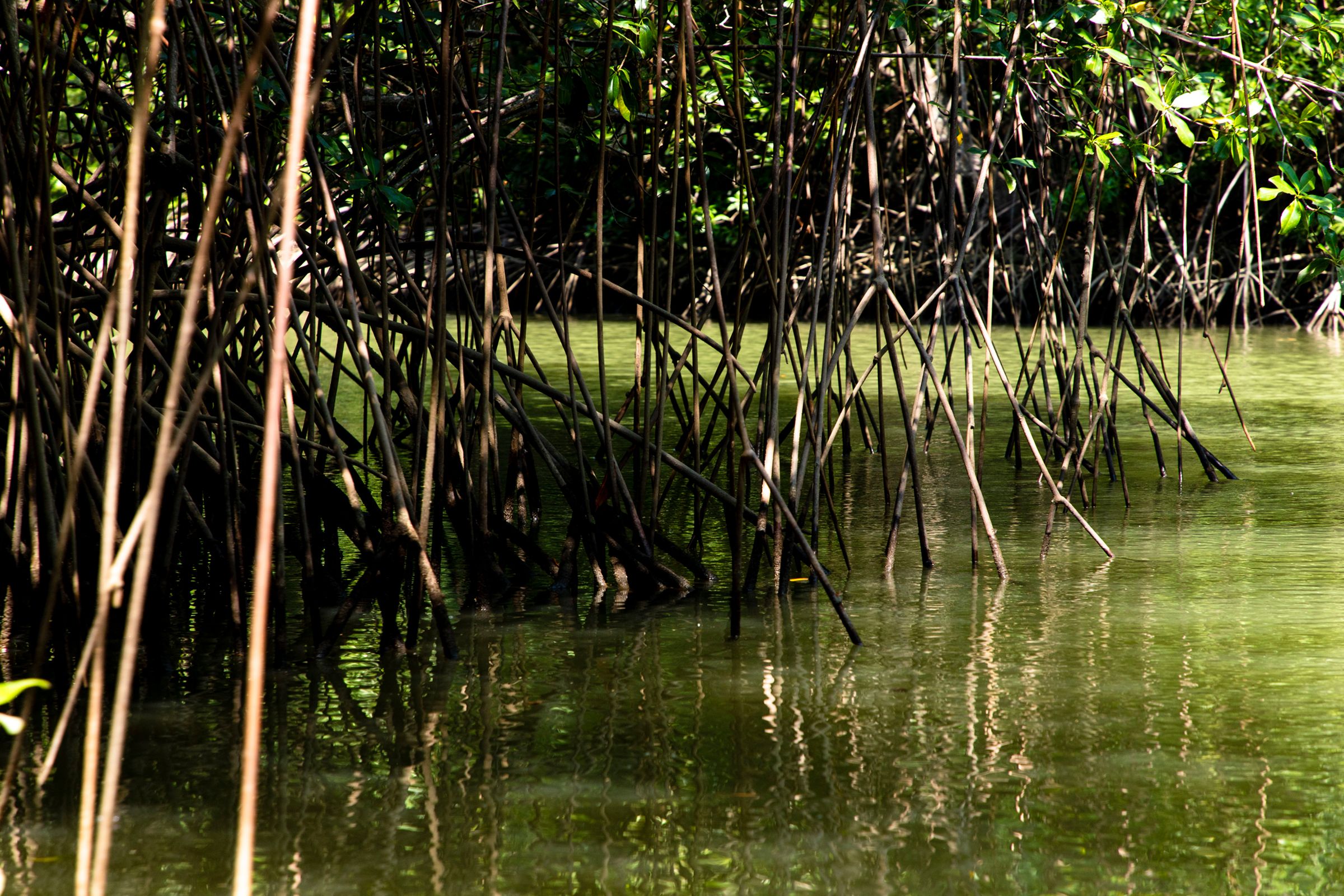 Mangrove And Estuary image 1322