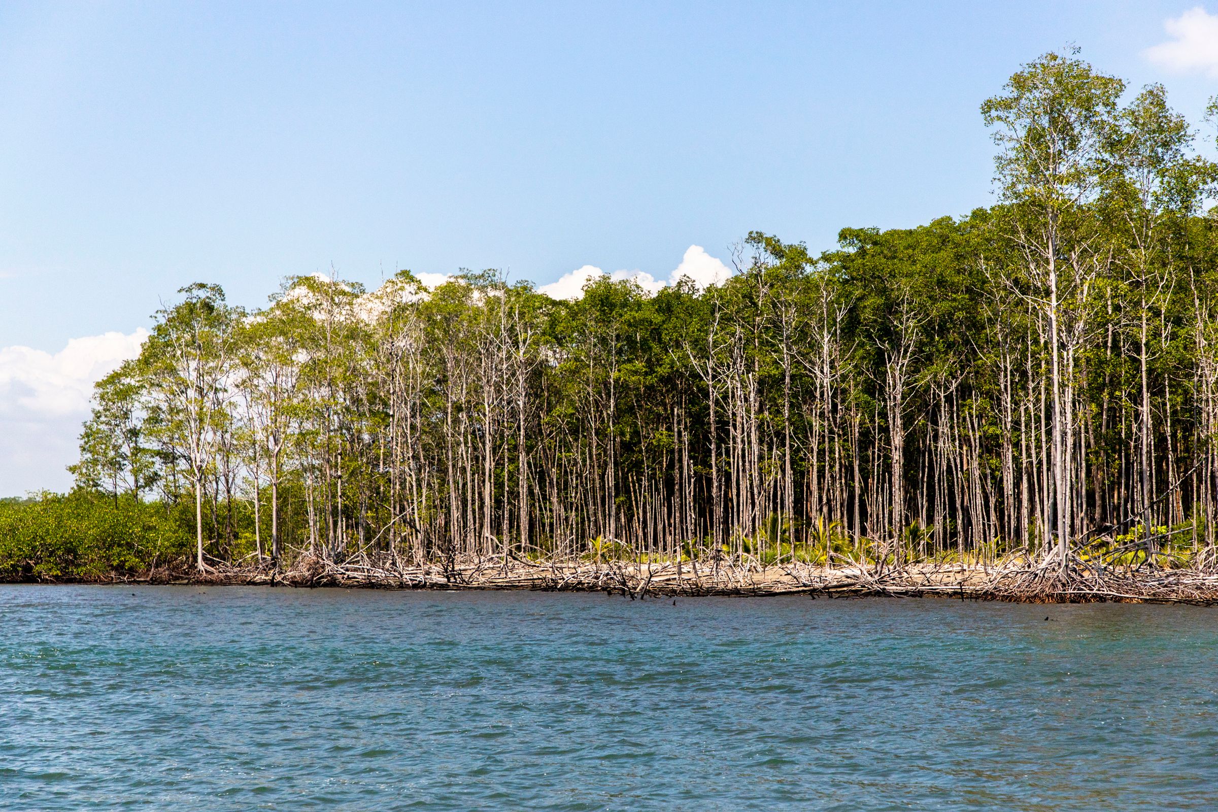 Mangrove And Estuary image 1323