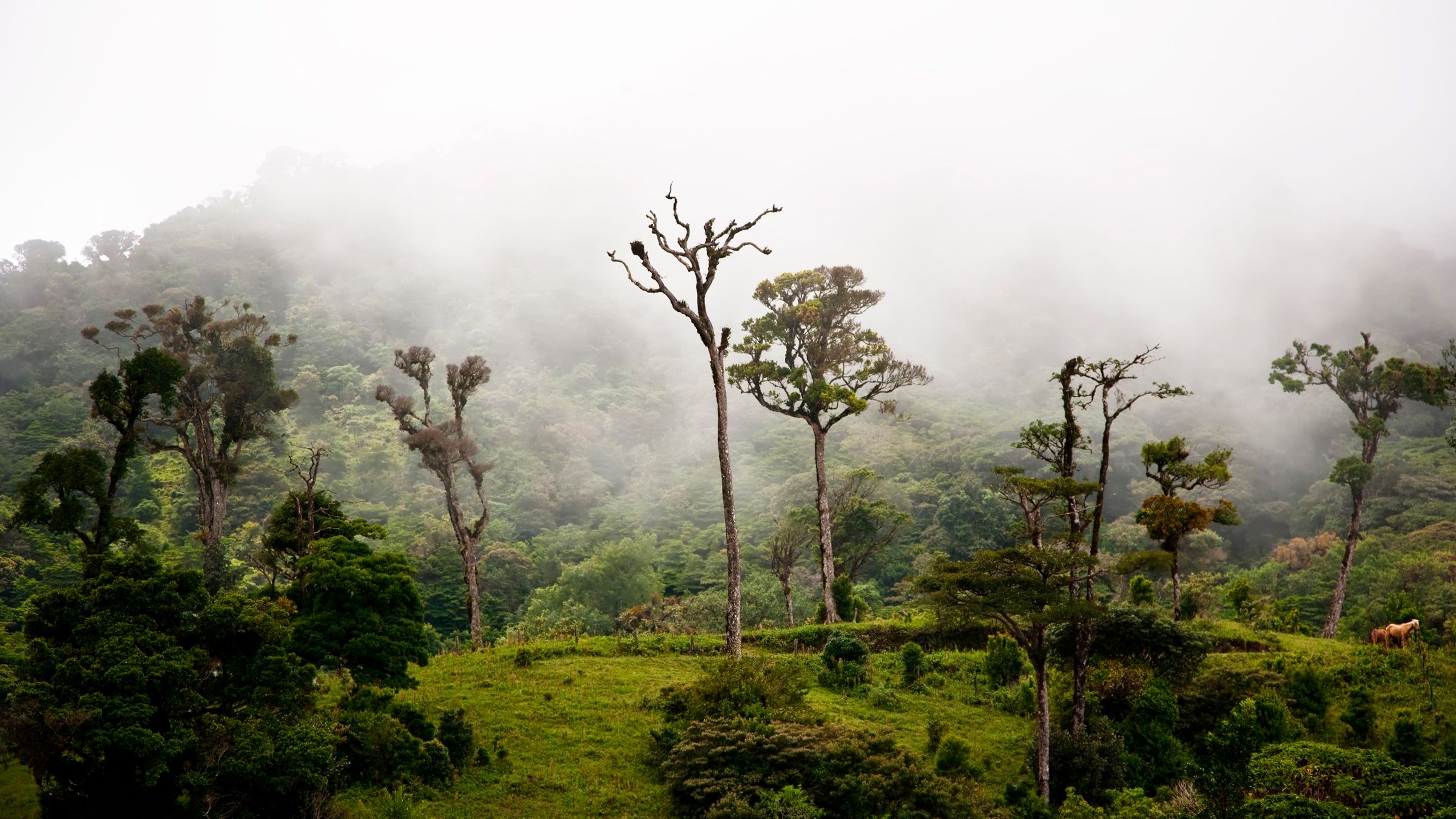 Monteverde Cloud Forest image 1454