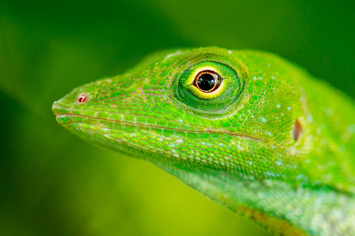 Hotel Naoz image 1526