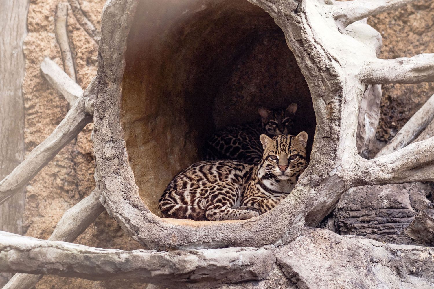 Club Rio Adventure Park image 1666