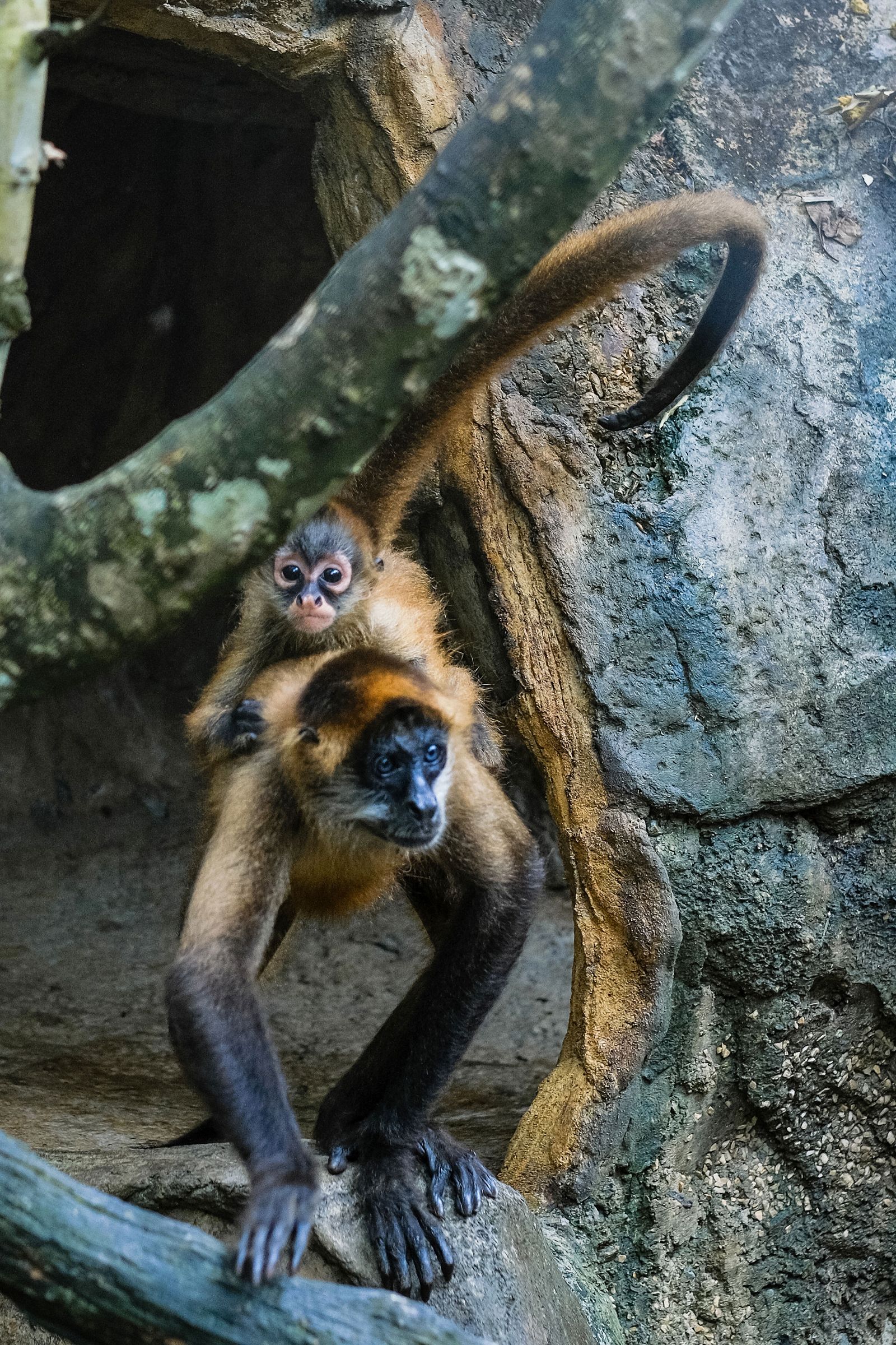 Club Rio Adventure Park image 1667