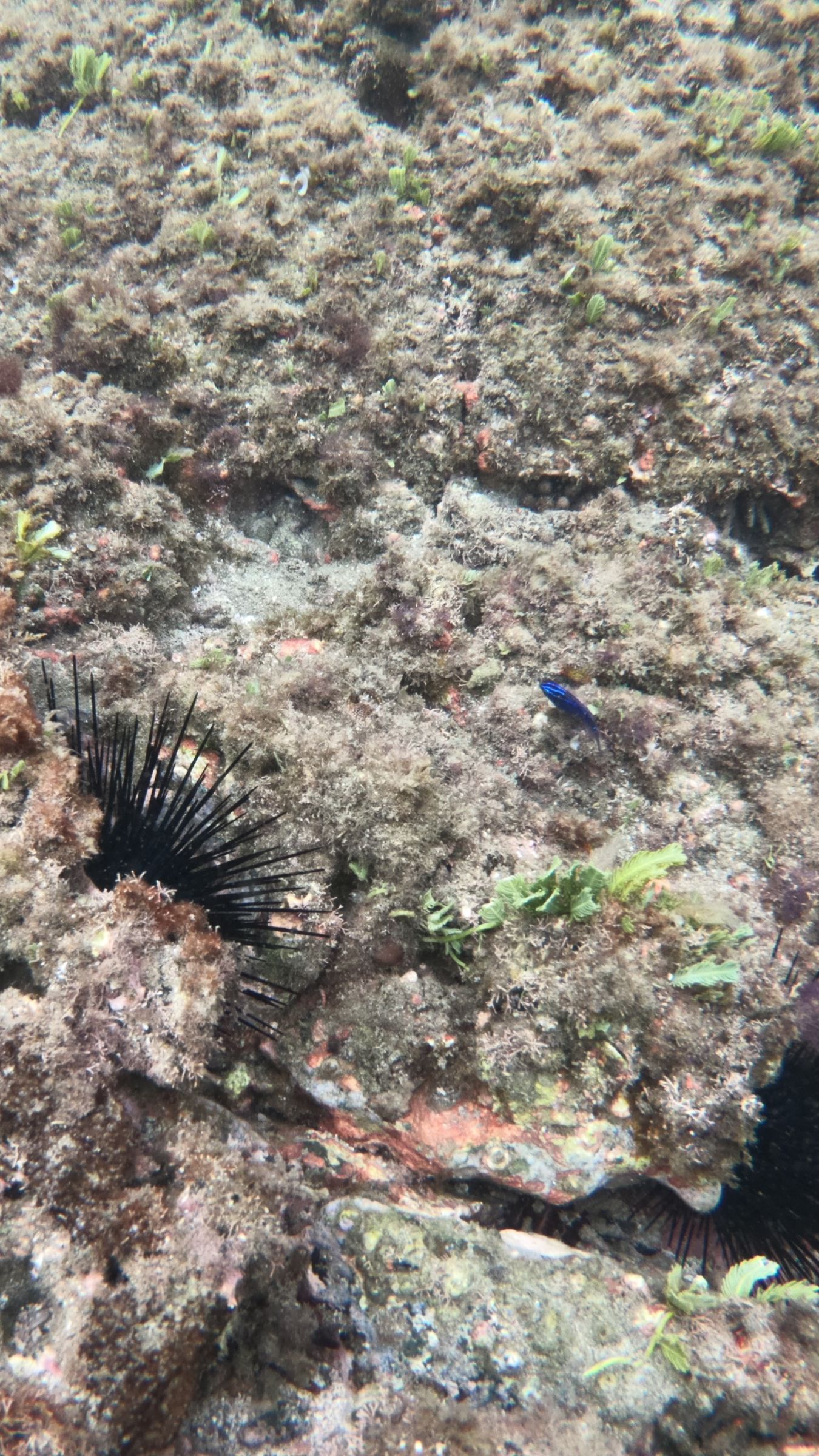 Beach Hopping & Snorkeling image 1683