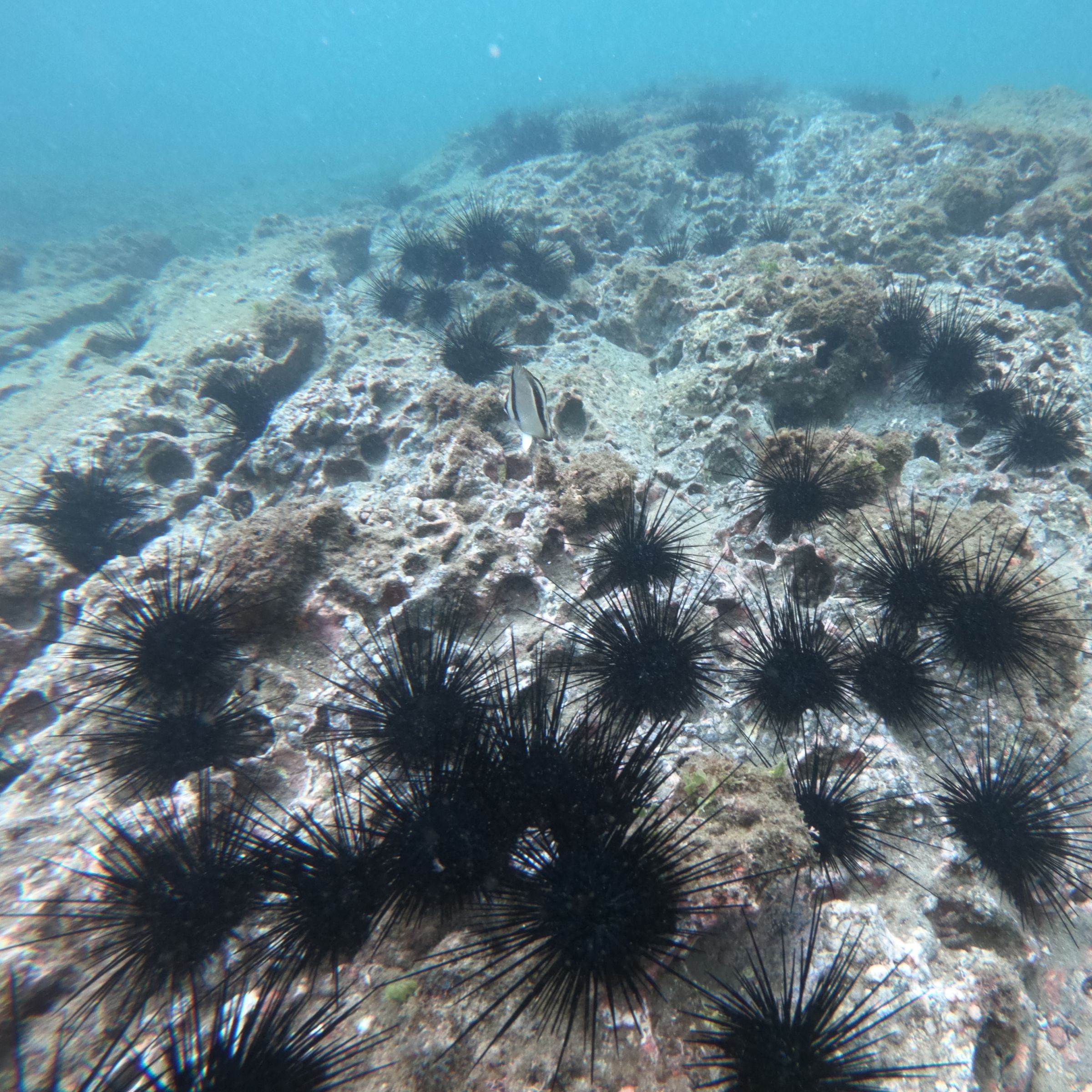 Beach Hopping & Snorkeling image 1685