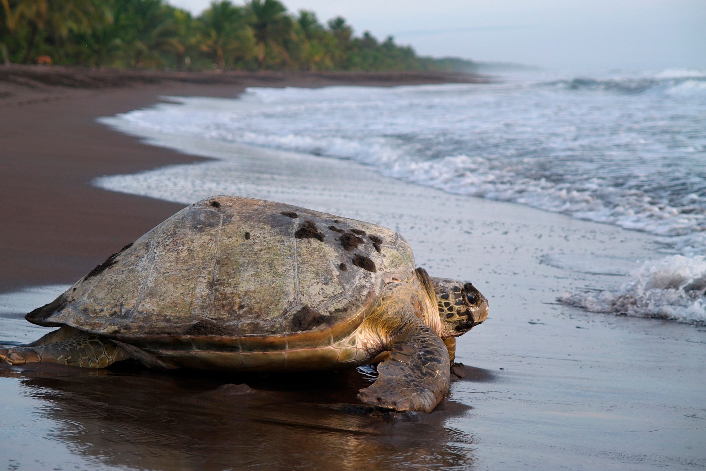 See sea turtles nesting and hatching in Costa Rica