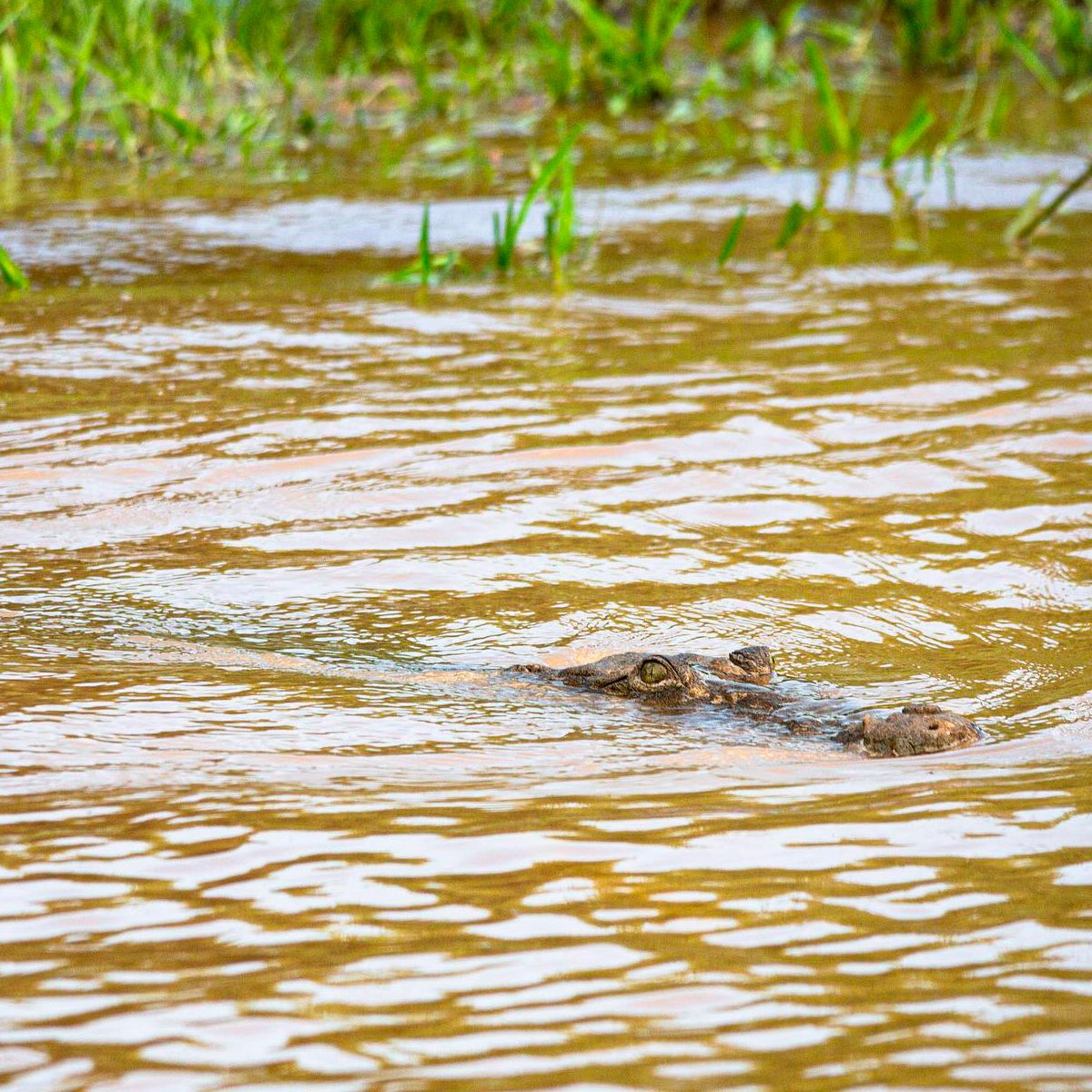 Crocodile River Cruise image 1847