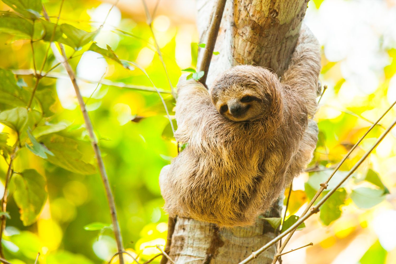 See a Sloth image 1852
