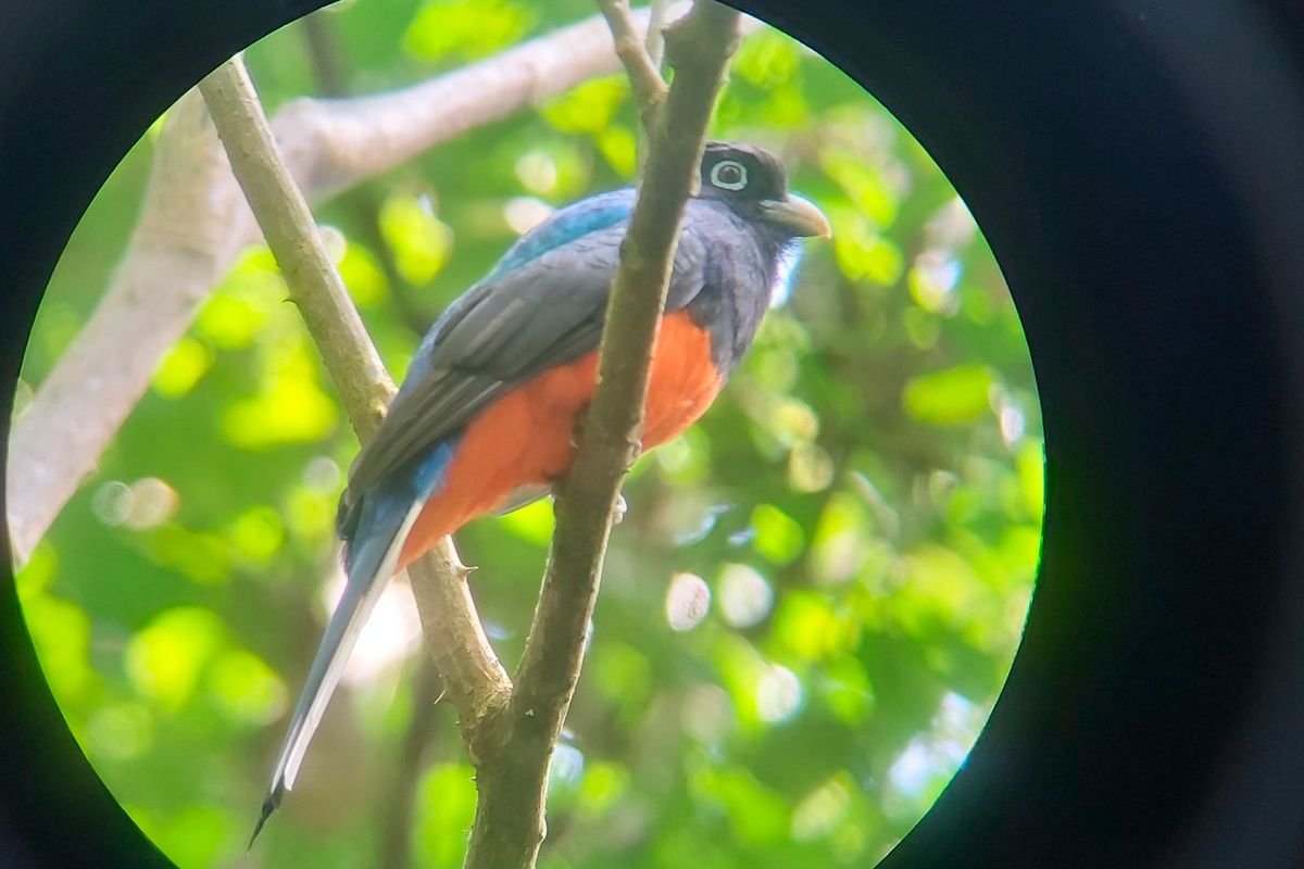 Guided Hike through Carara National Park  image 1923